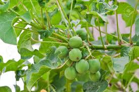 Euphorbiaceae(Jatropha Curcus)